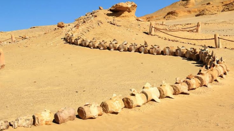 800x450 6193419 hasafer.com